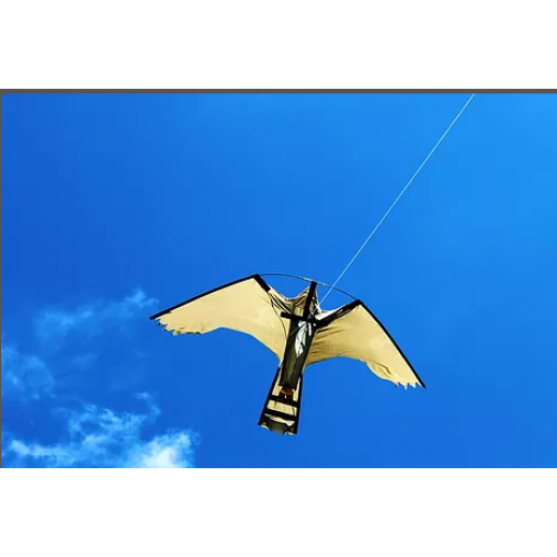 Peregrine Hawk Kites Peregrine Hawk Kites