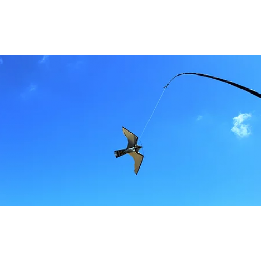 Peregrine Hawk Kites Peregrine Hawk Kites