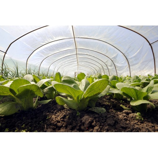 Dura-Film Greenhouse Polyethylene Cut Length Dura-Film Greenhouse Polyethylene Cut Length