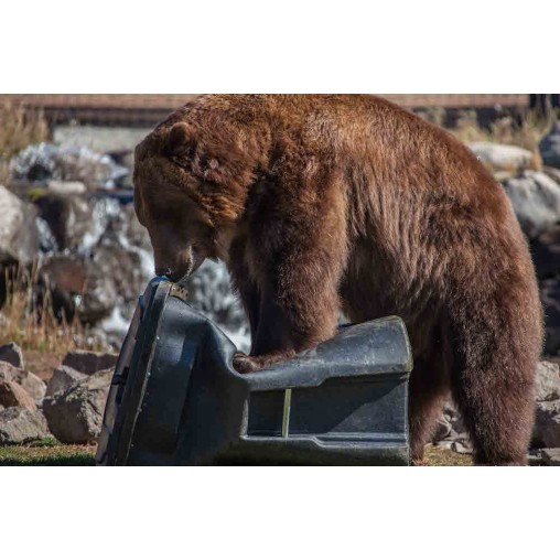 Toter Bear Tough Fortified Carts 64 Gallon Toter Bear Tough Fortified Carts 64 Gallon